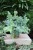 Phlebodium aureum 'Davana' (2).JPG