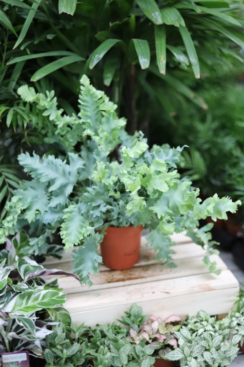 Phlebodium aureum 'Davana' (3).JPG