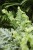 Phlebodium aureum 'Davana' (4).JPG