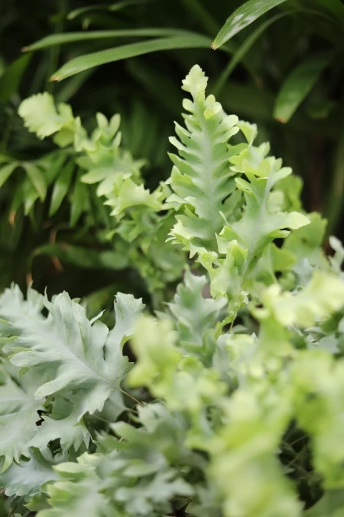 Phlebodium aureum 'Davana' (4).JPG