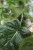 philodendron mc dowell xl (1).JPG
