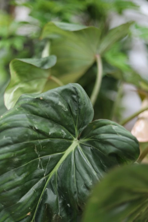 philodendron mc dowell xl (1).JPG