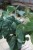 philodendron mc dowell xl (2).JPG
