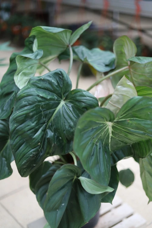 philodendron mc dowell xl (2).JPG