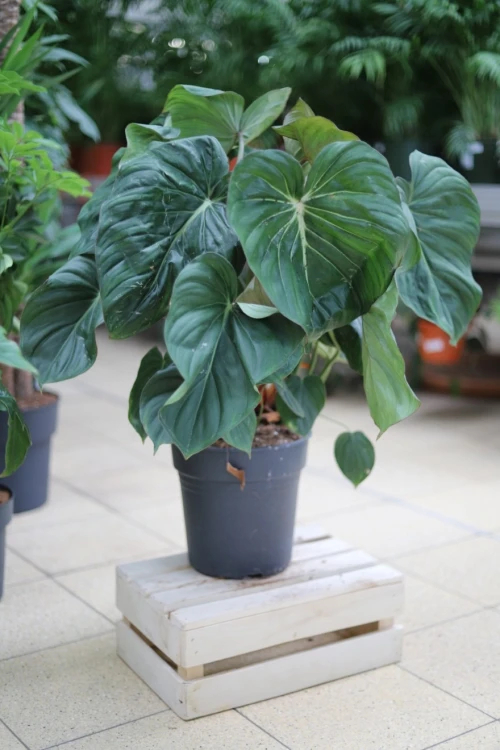 philodendron mc dowell xl (3).JPG