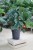 philodendron mc dowell xl (4).JPG