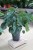 philodendron mc dowell xl (5).JPG