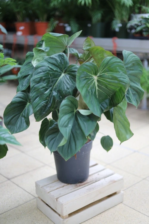 philodendron mc dowell xl (5).JPG