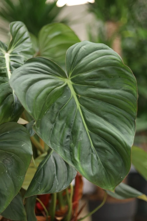philodendron mc dowell xl (6).JPG