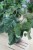 philodendron mc dowell xl (7).JPG