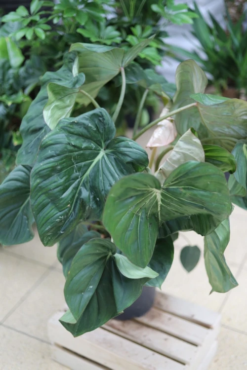 philodendron mc dowell xl (7).JPG