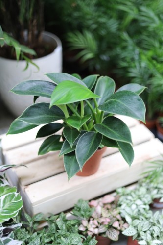 philodendron green princess  (1).JPG