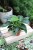 philodendron green princess  (1).JPG
