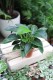 philodendron green princess  (1).JPG