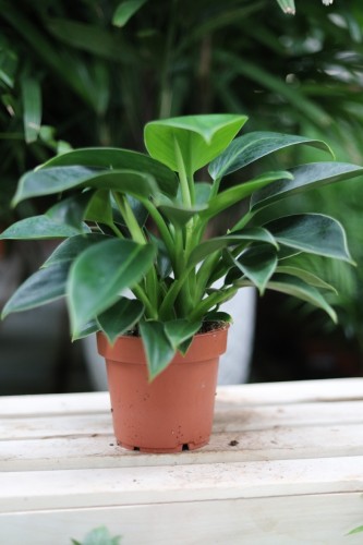 philodendron green princess  (2).JPG