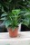 philodendron green princess  (2).JPG