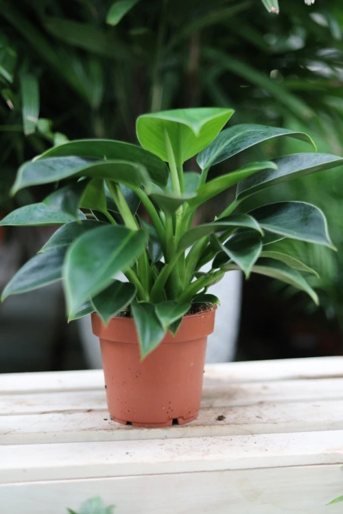 philodendron green princess  (2).JPG