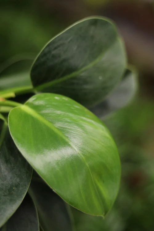 philodendron green princess  (3).JPG