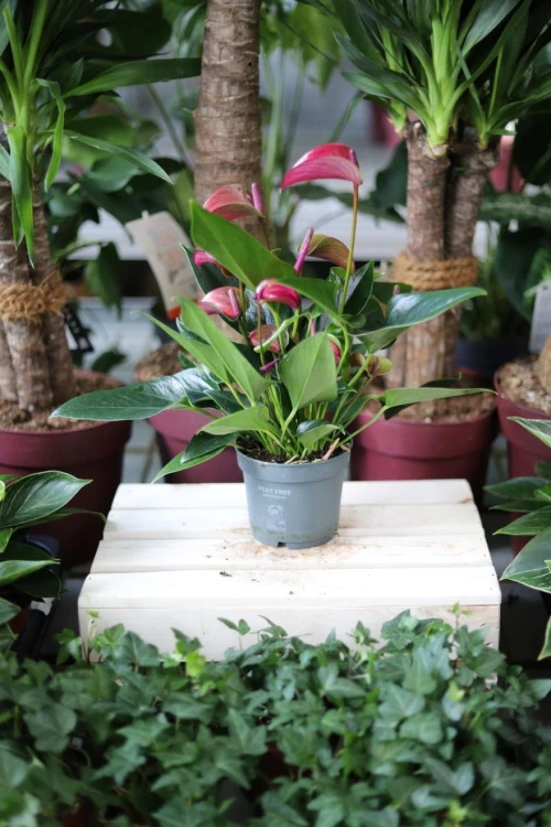Anthurium Karma Pink to efektowna roślina doniczkowa o błyszczących zielonych liściach i różowych kwiatach – idealna do domu i biura, dodając koloru i stylu.