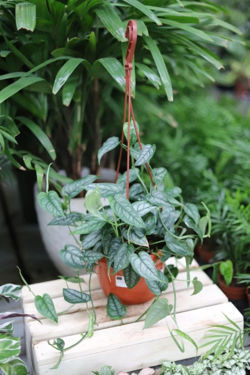 monstera siltepecana xl  (2).JPG