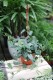 monstera siltepecana xl  (2).JPG
