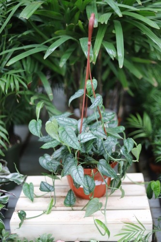 monstera siltepecana xl  (3).JPG