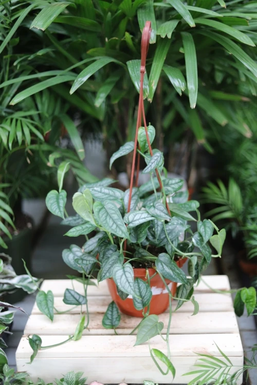 monstera siltepecana xl  (3).JPG
