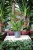 Anthurium Karma Pink
