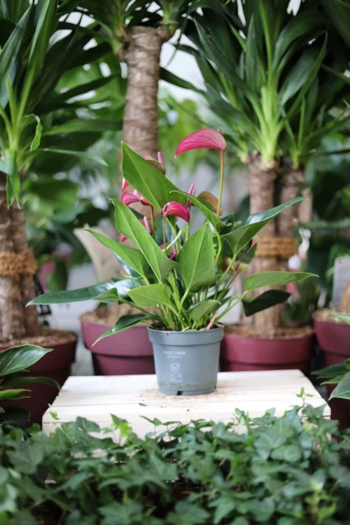 Anthurium Karma Pink