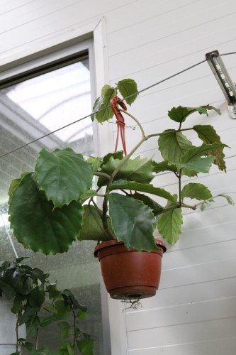 Tetrastigma voinierianum (1).JPG