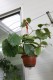 Tetrastigma voinierianum (1).JPG