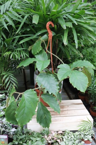 Tetrastigma voinierianum (2).JPG