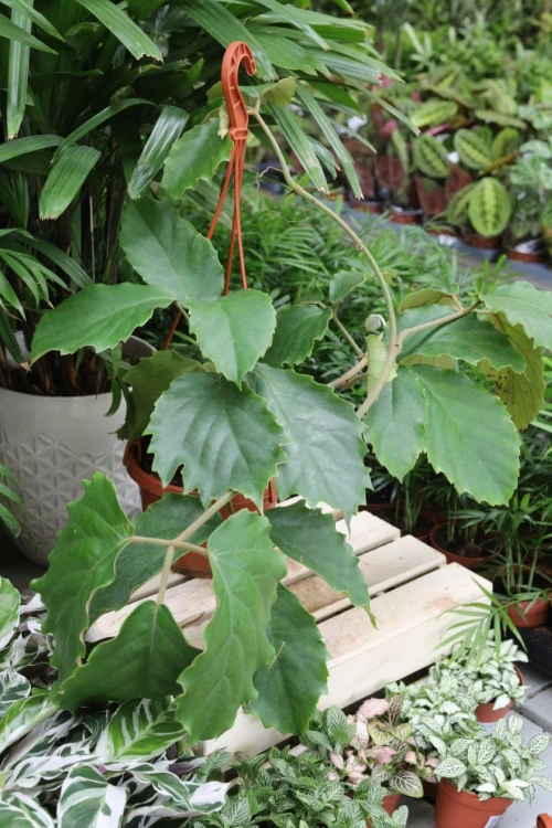 Tetrastigma voinierianum (3).JPG