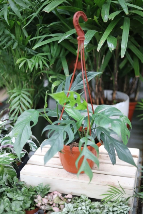 epipremnum pinnatum baltic blue (4).JPG