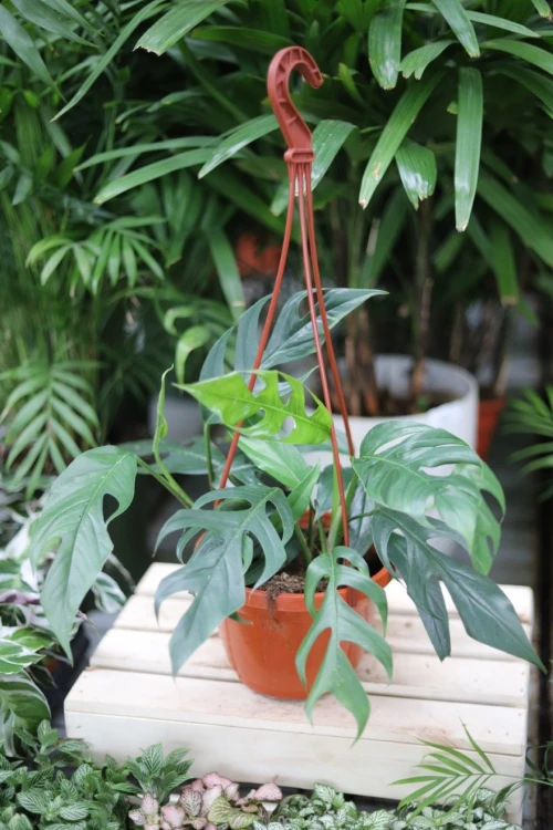 epipremnum pinnatum baltic blue (1).JPG
