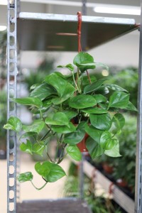 epipremnum pinnatum global green xl