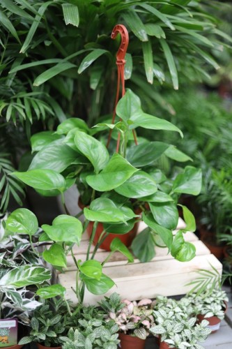 epipremnum pinnatum global green xl 1