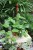 epipremnum pinnatum global green xl 1