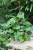 epipremnum pinnatum global green xl  2