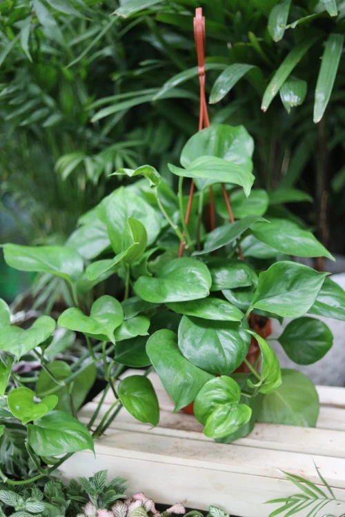 epipremnum pinnatum global green xl  2