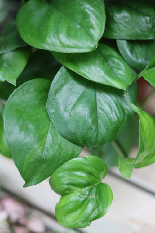 epipremnum pinnatum global green xl 3