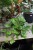 epipremnum pinnatum global green xl 4