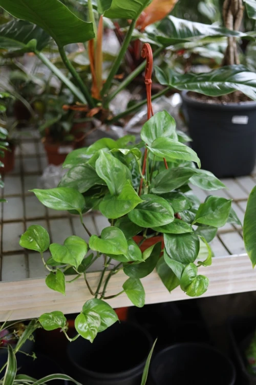 epipremnum pinnatum global green xl 4
