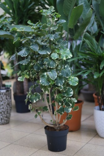 Polyscias balfouriana XL (1).JPG