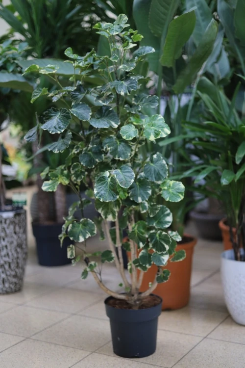 Polyscias balfouriana XL (1).JPG