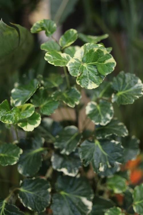 Polyscias balfouriana XL (2).JPG