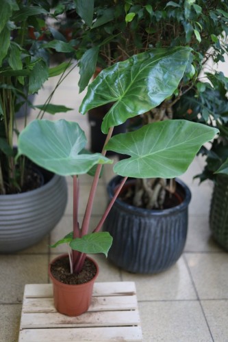 alocasia imperial red (4).JPG