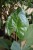 alocasia imperial red (1).JPG