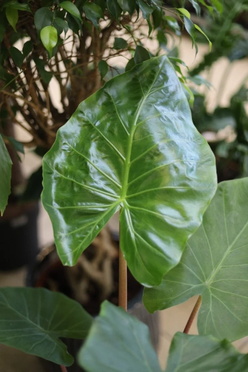 alocasia imperial red (1).JPG