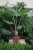 alocasia imperial red (2).JPG